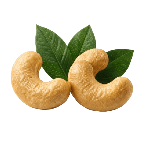 Cashew